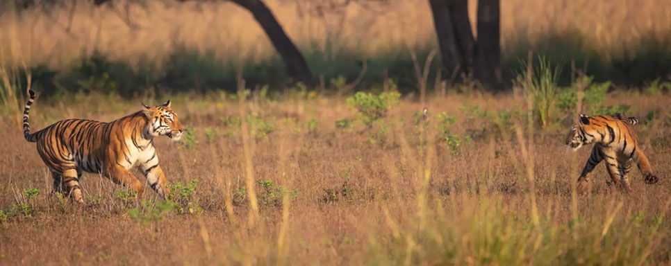 panna tigers tour