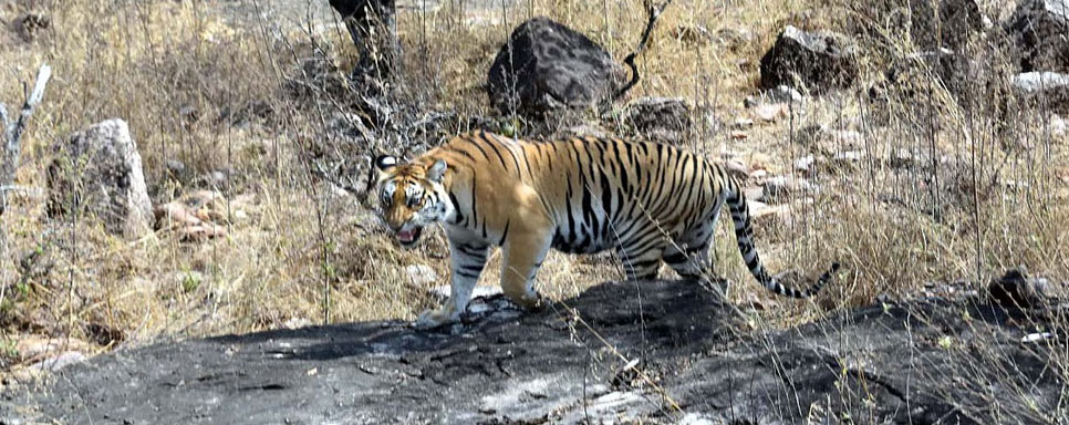 panna from bhopal