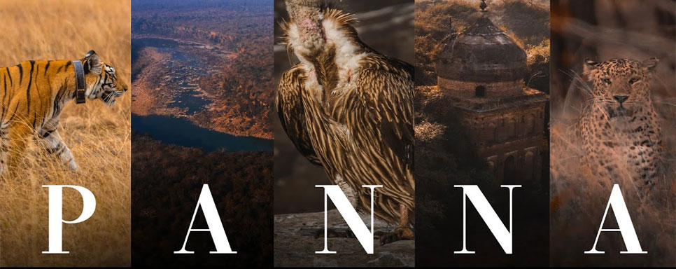 panna tigers history