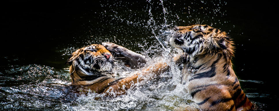 panna bandhavgarh tour